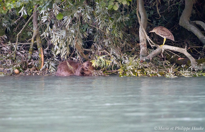 Castor et bihoreau 0792_wm.jpg - Castor et bihoreau gris  au bord du Rhône (France, juillet 2011)